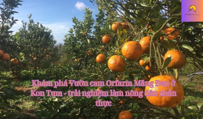 Khám phá Vườn cam Orfarm Măng Đen ở Kon Tum - trải nghiệm làm nông dân chân thực